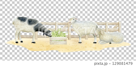 Sheep in wooden pen watercolor isolated illustration. Farm domestic animals eating green leaves near fence on sandy ground. Peaceful village scene in pastel colors. Pastoral clip art in simple style Sheep in wooden pen watercolor isolated illustration. Farm domestic animals eating green leaves near fence on sandy ground. Peaceful village scene in pastel colors. Pastoral clip art in simple style 129081479