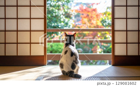 和室にいる猫 和室にいる猫 129081602