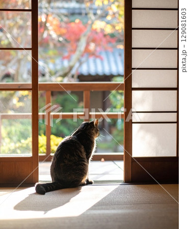 縁側で座る猫 縁側で座る猫 129081603