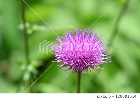 夏の八島湿原・ノアザミ／長野県 129081614