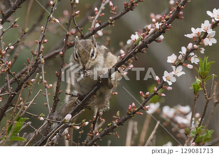 梅の花を食べるシマリス 梅の花を食べるシマリス 129081713