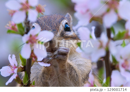 梅の花を食べるシマリス 梅の花を食べるシマリス 129081714