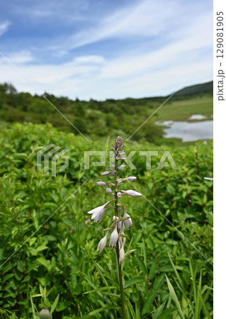 夏の八島湿原・ギボウシ／長野県 129081905