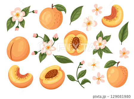 A Collection Featuring Peach Fruit and Blossom Represented in Vibrant Illustrations A Collection Featuring Peach Fruit and Blossom Represented in Vibrant Illustrations 129081980