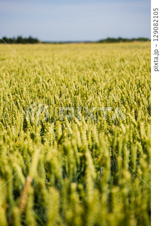 Lush green wheat field under bright blue sky showcasing agricultural abundance 129082105