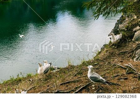 Landscape of the mountain park Ruskeala in the Republic of Karelia 129082368