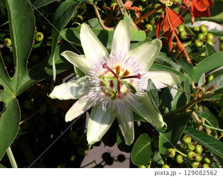 花壇の花：つる性の花、時計草の花：梅雨から夏の花。 129082562