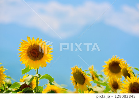 ひまわり　明野ひまわり畑 129082845