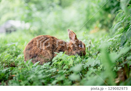 Cute brown rabbit sitting on green grass and eating fresh grass in summer garden 129082973