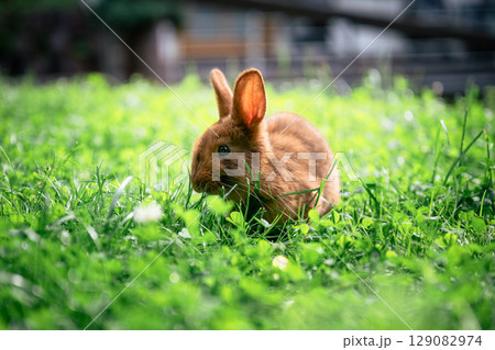 Cute brown rabbit sitting on green grass and eating fresh grass in summer garden 129082974