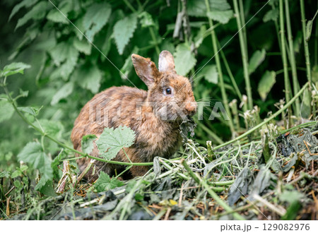 Cute brown rabbit sitting on green grass and eating fresh grass in summer garden Cute brown rabbit sitting on green grass and eating fresh grass in summer garden 129082976