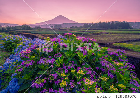 夜明けの富士山に紫陽花 129083070