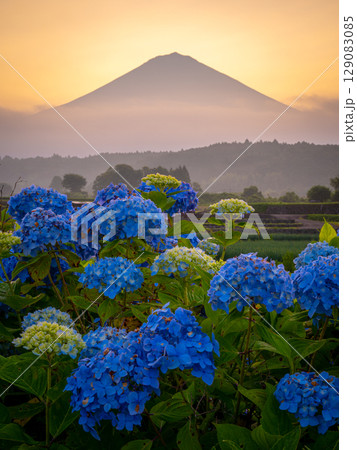 夜明けの富士山に青い紫陽花 夜明けの富士山に青い紫陽花 129083085