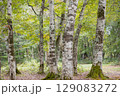 静かにたたずむような初秋のブナ林の風景 129083272