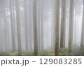 霧の中で幻想的に浮かび上がるスギの木立 129083285