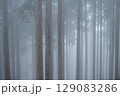 霧の中で幻想的に浮かび上がるスギの木立 129083286