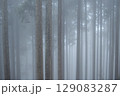 霧の中で幻想的に浮かび上がるスギの木立 129083287