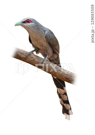 Green-billed Malkoha perched on a branch, showing its long striped tail and pale green bill. Green-billed Malkoha perched on a branch, showing its long striped tail and pale green bill. 129083509