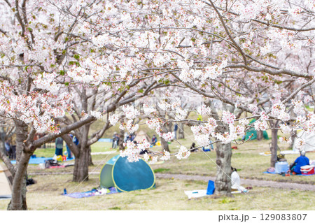 満開の桜並木と花見 129083807