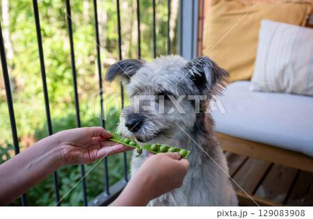 Curious dog sniffing fresh green peas in pod on wooden balcony 129083908