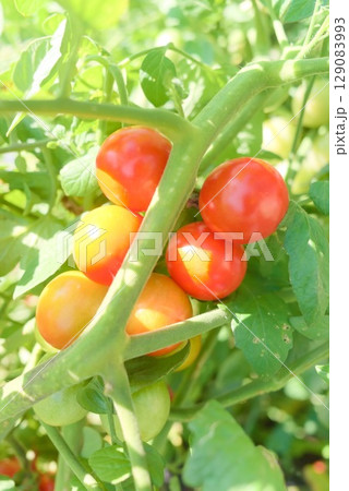 家庭菜園で育った房状のミニトマト 家庭菜園で育った房状のミニトマト 129083993