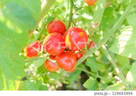 家庭菜園で育った房状のミニトマト 129083994