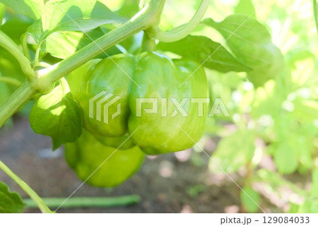 家庭菜園で実った新鮮なピーマン 129084033