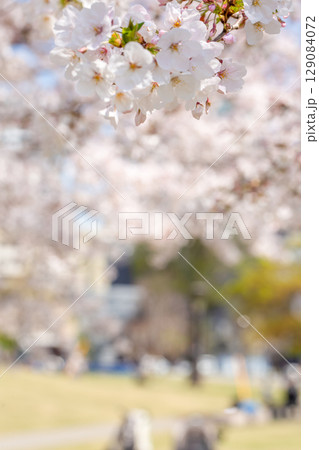 いこいの道に咲く満開の桜とホルトホール 129084072
