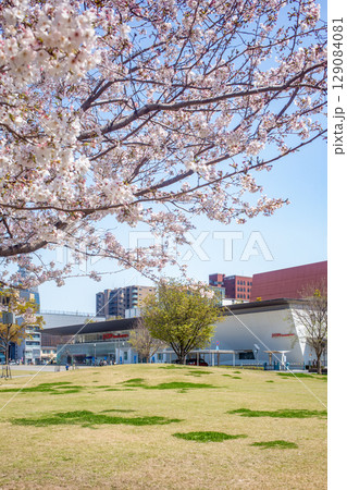 いこいの道に咲く満開の桜とホルトホール いこいの道に咲く満開の桜とホルトホール 129084081