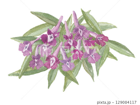 水彩で描いた延胡索・エンゴサクの花 129084117