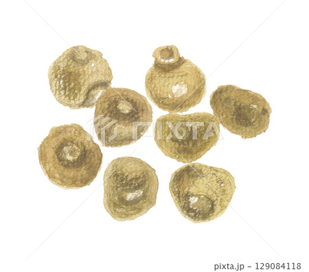 水彩で描いた延胡索・エンゴサクの塊茎 129084118