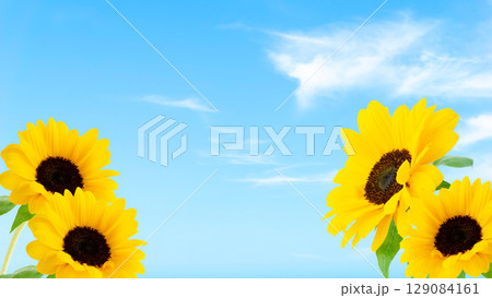 夏の青空と黄色いヒマワリの花の写真画像背景 フレーム枠 さわやか夏 夏の青空と黄色いヒマワリの花の写真画像背景 フレーム枠 さわやか夏 129084161