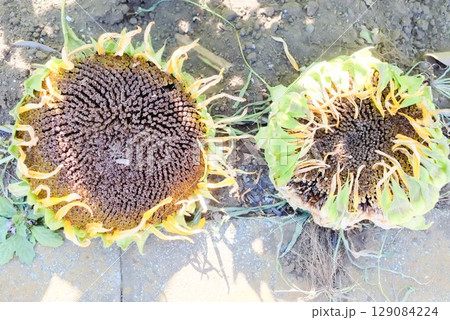 収穫期を迎えたひまわりの花の種と枯れた花弁 収穫期を迎えたひまわりの花の種と枯れた花弁 129084224