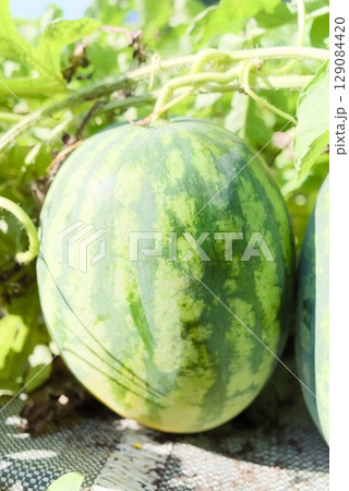 畑で育つ大玉のスイカ 129084420
