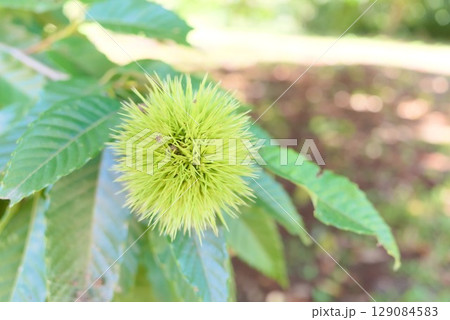 夏の陽射しを受けた若い栗のいがと緑の葉 129084583