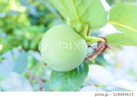日差しを浴びて育つ若い柿の実と緑葉 129084613