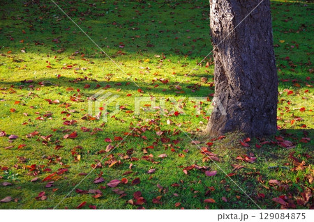 北海道美深町　落ち葉の広がる美深公園・望の森 129084875