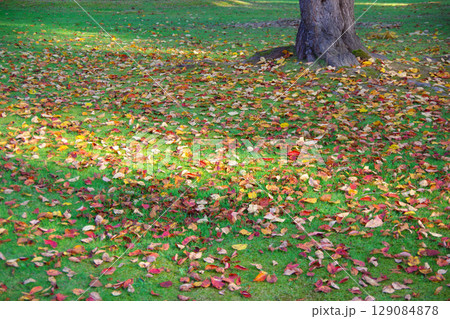 北海道美深町　落ち葉の広がる美深公園・望の森 129084878