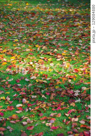 北海道美深町　落ち葉の広がる美深公園・望の森 129084880