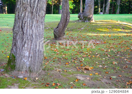 北海道美深町 落ち葉の広がる美深公園・望の森 北海道美深町 落ち葉の広がる美深公園・望の森 129084884
