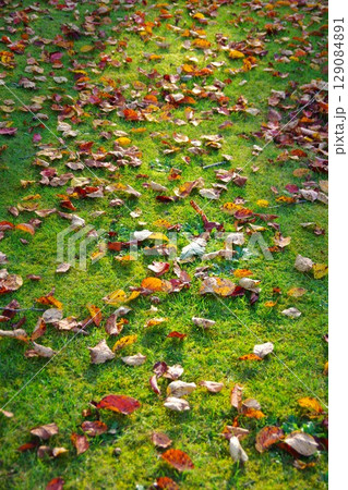 北海道美深町　落ち葉の広がる美深公園・望の森 129084891