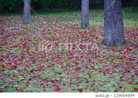 北海道美深町 落ち葉の広がる美深公園・望の森 北海道美深町 落ち葉の広がる美深公園・望の森 129084894