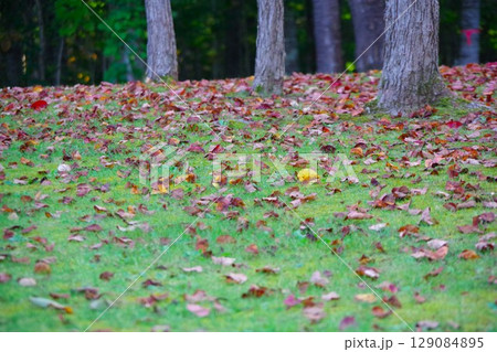 北海道美深町　落ち葉の広がる美深公園・望の森 129084895