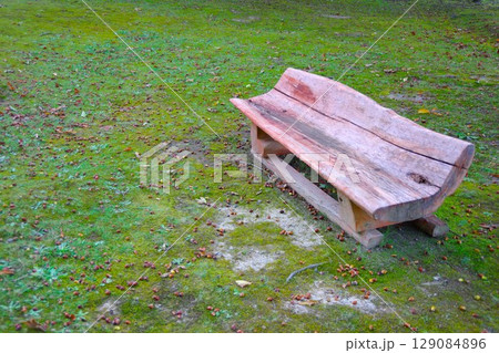 北海道美深町　地面に広がるどんぐりの実　美深公園・望の森 129084896