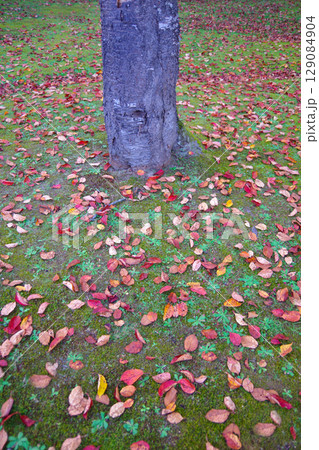 北海道美深町 落ち葉の広がる美深公園・望の森 北海道美深町 落ち葉の広がる美深公園・望の森 129084904