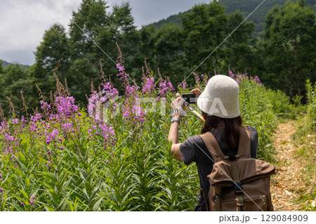 夏の野反湖　ヤナギランの群生地　テン場のお花畑 129084909