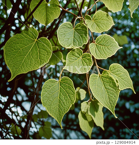 Delicate Vine Layers in Abstract Serenity Delicate Vine Layers in Abstract Serenity 129084914