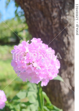 晴天のもとで咲くピンクの宿根フロックスの花 129084921