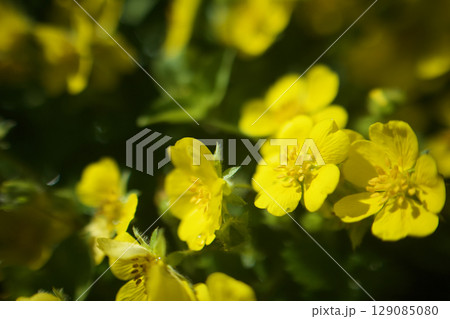 「小悪魔のような魅力」の花言葉を持つヘビイチゴ。名前のわりに無毒らしい。春から初夏へ。 129085080