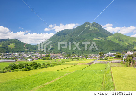 夏の湯布院盆地 田園風景 夏の湯布院盆地 田園風景 129085118